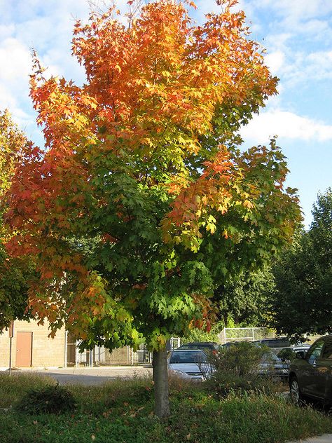 Canadian Maple Tree, Sugar Maple Tree, Maple Sugar, Maple Trees, Nature Artists, House Landscaping, Red Maple, Tim Hortons, Canadian Maple