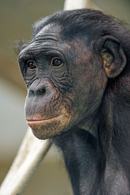 Profile of a bonobo | by Tambako the Jaguar References Animals, Monkey Types, Ape Monkey, Elephants Photos, Monkey Pictures, Monkey Face, Animal Guides, African Grey Parrot, Great Ape