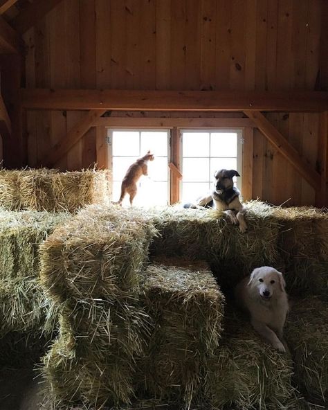 Future Farms, Farm Lifestyle, Hay Bales, Country Lifestyle, Ranch Life, Farms Living, A Barn, Hobby Farms, Country Farm