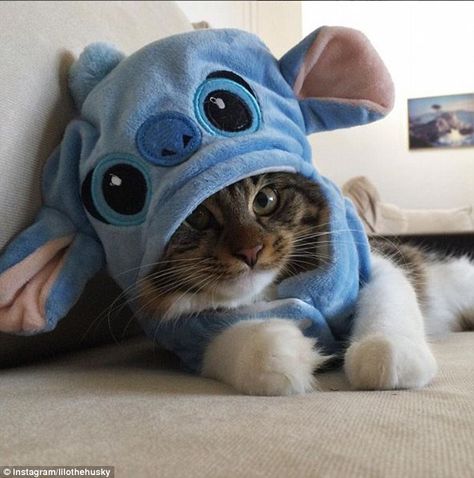 Söt Katt, Image Chat, Kitten Rescue, Cute Stitch, Little Kittens, Cute Animal Photos, Cute Kittens, Stitch Disney