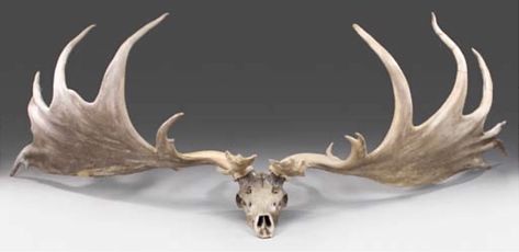 Antlers of an extinct Irish Elk (Megaloceros giganteus) sold by Christies. These giant deer stood about 7 ft. tall at the shoulder, weighed about 1,600 lbs., and a rack of antlers could spread up to 12 ft. Megaloceros Giganteus, Dino Skull, Moose Skull, Elk Tattoo, Elk Skull, Irish Elk, Hunting Tattoos, Deer Wallpaper, Deer Species