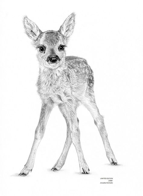 Deer Art Drawing, Deer Drawing, Fawn Deer, Fawns Deer, Roe Deer, Wildlife Prints, Deer Art, British Wildlife, Creature Drawings