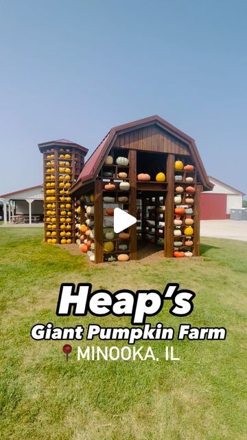 Kelsey | kid friendly fun & food on Instagram: "📍4853 US Highway 52, Minooka, IL 60447

Heap’s Giant Pumpkin Farm is a spot we try to visit every fall. We usually go earlier in the season so we can pick sunflowers 🌻 but they have so much more to explore especially later in the fall!

They have the U-pick flowers and sunflowers until the 15th of September. They have a corn maze, bean maze, u-pick pumpkin patch (opens September 21st), hay rides, farm animals, play houses and structures, a large slide, corn pit and more. 

Entry is $12 per person
2 & under are free
If you go before the u-pick flowers is over in the 15th you can get a mason jar for $16 to fill with as many flowers as you can. Your entry includes one sunflower you can cut but the addition flowers can be purchased. 

Hours:
10 Pumpkin Patch Farm, Pick Flowers, Hay Rides, Giant Pumpkin, Pumpkin Farm, Corn Maze, Lets Do It, Fun Food, Play Houses