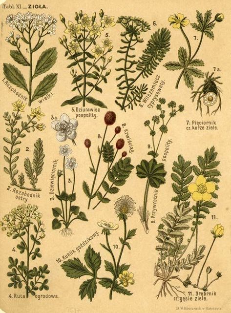 Nature Posters, Vintage Botanical Prints, Picture Collage Wall, Scientific Illustration, Plants And Flowers, Photo Wall Collage, Vintage Poster Art, Botanical Drawings, Art Collage Wall