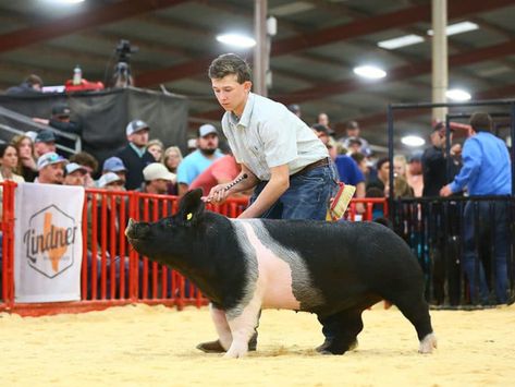 Pigs As Pets, Showing Pigs, Show Pigs, Fair Season, Pig Showing, Pig Pen, Happy Pig, Pig Ears, Showing Livestock