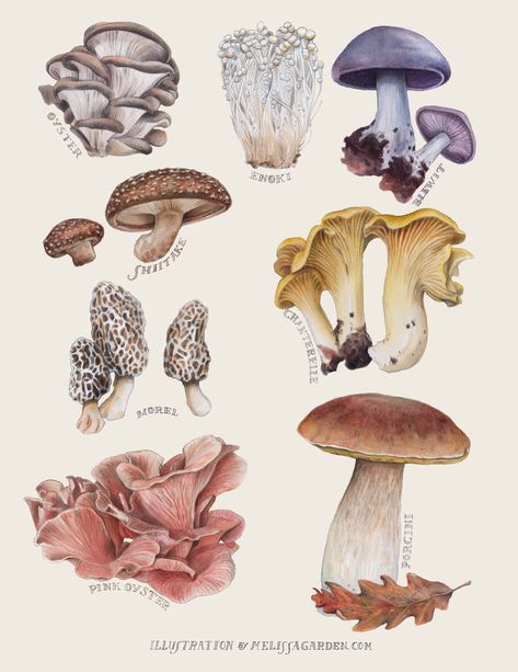 Edible Mushrooms by Melissa Garden for Edible East Bay Magazine Fungi Illustration, Mushroom Poster, Mushroom Drawing, Garden Illustration, Edible Mushrooms, Illustration Botanique, Doodle Illustration, Scientific Illustration, East Bay