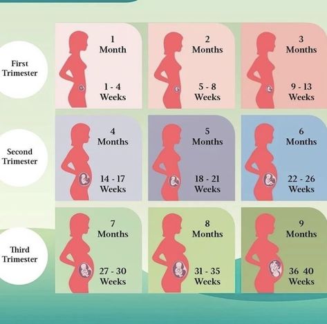 Pregnant Month By Month, Conception Month Birth Month, Pregnancy Chart, Pregnancy Scrapbook, Parenting Hacks Baby, Getting Pregnant Tips, Pregnancy Timeline, Pregnancy Facts, 20 Weeks Pregnant