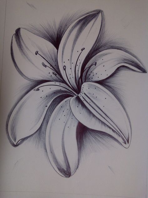 Lily Fiori Frangipani, Hur Man Ritar Blommor, Easy Pencil Drawings, Wolves, Lilies Drawing, Drawing Eyes, Easy Flower Drawings, Pencil Drawing, Pencil Drawings Of Flowers