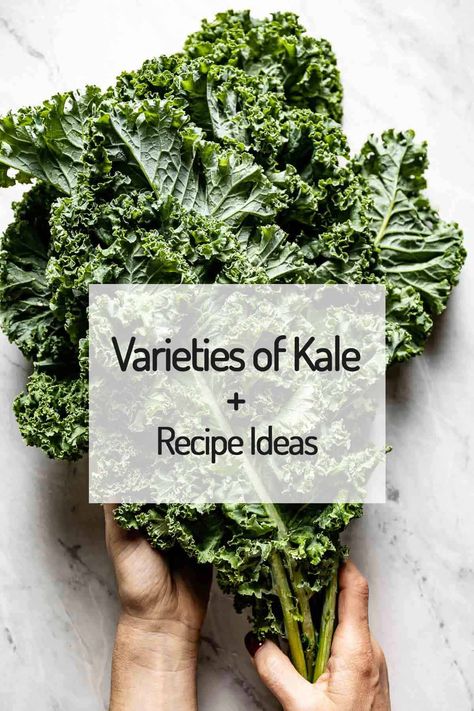 Different Types Of Kale, Red Kale Recipes, Purple Kale Recipes, How To Store Kale, Health Benefits Of Kale, Benefits Of Kale, Kale Avocado Salad, Types Of Kale, Kale Benefits Health