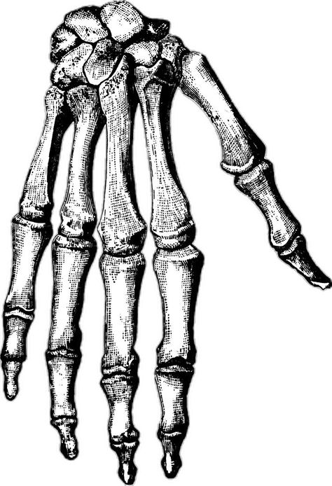 Finger Anatomy, Bones Of The Hand, Bone Clipart, Skeleton Hands Drawing, Hand Bones, Bone Drawing, Skeleton Drawing, Hand Skeleton, Hand Clipart