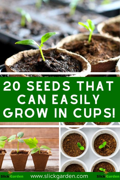 Planting Seeds Preschool Activities, Planting Seeds With Preschoolers, Preschool Growing Activities, Planting Seeds In Ziploc Bags, Growing Plants Kindergarten, Kids Seed Planting Activity, Kindergarten Planting Seeds, Classroom Planting Seeds, Starting Seeds In Plastic Containers