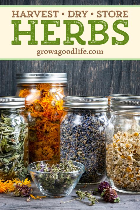 Drying Herbs In Greenhouse, Dry Herbs For Tea, Storing Herbs From Garden, Drying Your Own Herbs, Dry Your Own Herbs, Dry Herb Storage Ideas, How To Harvest And Dry Herbs, Dried Herb Storage, Diy Dried Herbs