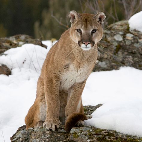 El puma o león de montaña (Puma concolor) e Wildlife Backgrounds, Pumas Animal, Wildlife Wallpaper, Lion Wallpaper, Lion Pictures, Big Animals, Mountain Lion, Large Cats, Wildlife Animals