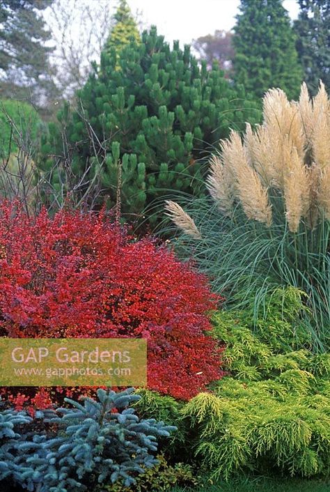 Pinus heldreichii 'Compact Gem' with Cortaderia selloana 'Pumila', Berberis thunbergii 'Dart's Red Lady'and Juniperus X media 'Gold Sovereign' Berberis Thunbergii, Gold Sovereign, Plant Photography, Garden Plants, Gap, Stock Photos, Media, Plants, Photography