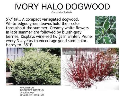 Dogwood, Ivory Halo Variegated Neon Burst Dogwood, Variegated Dogwood Shrubs, Ivory Halo Dogwood Landscape, Variegated Dogwood, Halo Dogwood, Ivory Halo Dogwood, Dogwood Shrub, Boxwood Landscaping, Red Twig Dogwood