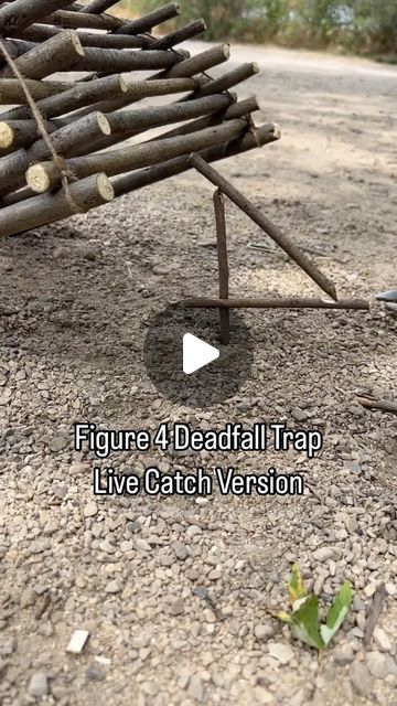 Seth Larsen on Instagram: "This is an ancient trap that has been used since before recorded history to catch animals and feed families. Here I made a live catch version of it by constructing a natural cage (historically used for trapping birds like quail and grouse), but typically the figure 4 trap would use a large flat stone or log to quickly dispatch an animal that triggers it. I like using that version for squirrels.  #survival #trap #outdoors #selfsufficiency #bushcraft #primitive" Primitive Traps, Indian Animals, Animal Traps, Flat Stone, Squirrels, An Animal, Bushcraft, Birds, Camping