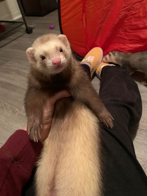 Pet Ferret, Cute Ferrets, Cute Small Animals, Cute Rats, Collectible Trading Cards, Pets 3, Pretty Animals, Fluffy Animals, Forest Friends