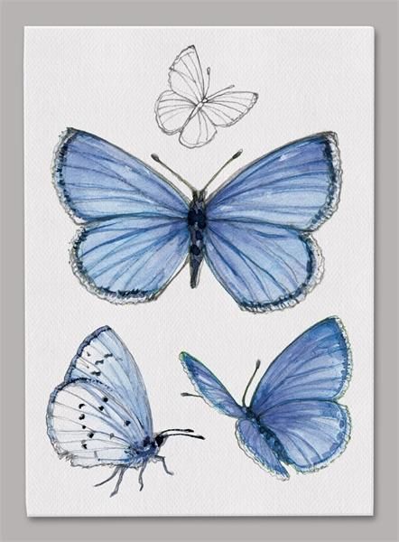 Butterfly Study Drawing, Spring Azure Butterfly, Moth Drawings, Blue Ephemera, Azure Butterfly, How To Draw Butterfly, Drawing Butterflies, Draw Butterfly, Drawing Butterfly