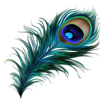 peacock bird feather,on white background,peacock bird feather on white background,peacock feather,feather,peacock,birds,decoration,beautiful,quill,green peacock,peacock feather pattern,colored feathers,blue,green,wings,beautiful feather,feather decoration,peacock ling,bird,a feather,colorful peacock feathers,feathers falling,feathers,colorful,animal feather,colored,color,sticker,decorative,hand painted,cartoon,creative,hand,painted,transparent,abstract,cute,cartoon peacock,peacock pictures,peacock illustration,elegant,bird feathers,hair,bird feather,decorative pattern,animal,tail,peacock feathers,pretty,hand drawn peacock,mor pankh,krishna jayanthi,head,eye,plant,eyelash,human body,iris,art,aqua,terrestrial plant Shell Drawings, Peacock Feather Painting, Peacock Feather Drawing, Feather Printable, Peacock Illustration, Falling Feathers, Peacock Wings, Krishna Jayanthi, Peacock Feather Art