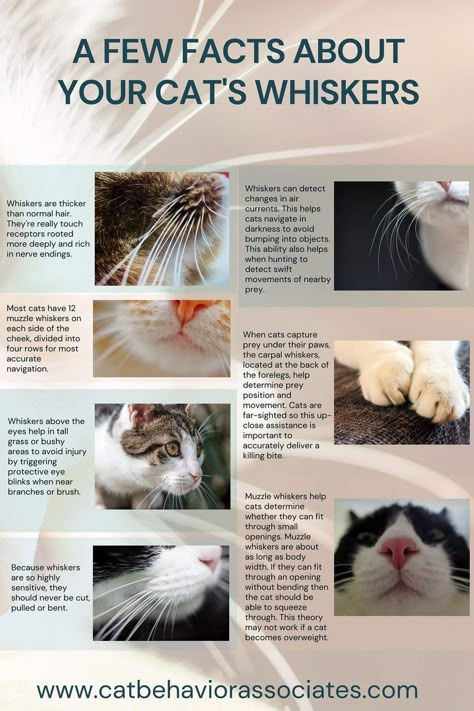 Cat Checklist, Cat Advice, Cat Tips, Cat Attack, Cat Language, Cat Hacks, Kitten Care, Cat Whiskers, Cat Garden