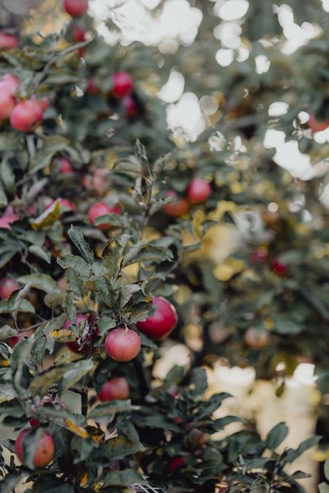 Red apples on a tree in the garden Apple Farm, Stacked Pumpkins, Fall Apples, Hello Lovely, 수채화 그림, Apple Orchard, Harvest Festival, Autumn Beauty, Autumn Cozy