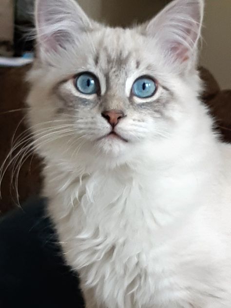 Blue Lynx Ragdoll, Lynx Point Ragdoll, Lynx Ragdoll, Blue Point Ragdoll, Lynx Kitten, Blue Point Siamese, Mitted Ragdoll, Anthropomorphic Characters, Calming Cat