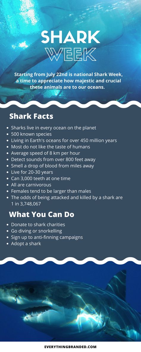 Facts About Hammerhead Sharks, Shark Research, Shark Week 2024, Sharks Infographic, Shark Facts/ Anatomy, Shark Special Interest, Shark Week Aesthetic, Shark Infographic, Sharks Facts