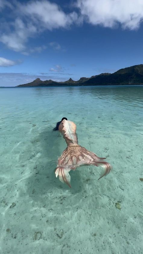 Mermaid Videos Real Life, Real Mermaid Videos, Real Mermaids Sightings, Mermaids Real, Mermaid Videos, Mermaids Swimming, Ocean Creatures Art, Mermaid Sightings, Mermaid Gifs