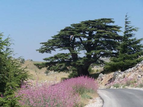 The Cedar of Lebanon, Cedrus Libani, was first found in Lebanon, on the Mount Lebanon range at Sannine, Barouk. For many hundreds of years this cedar has been the national emblem of Lebanon. Lebanon Architecture, Cedrus Libani, Interesting Trees, Cedars Of Lebanon, Lebanon Cedar, Cedar Of Lebanon, Mount Lebanon, Beirut Lebanon, Cedar Trees