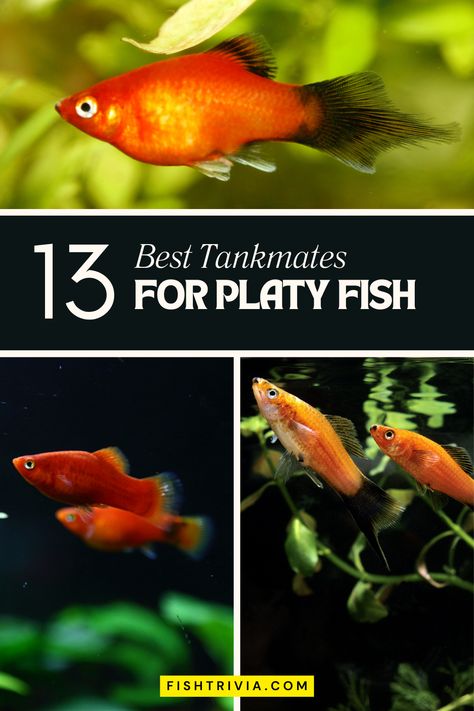 Find the perfect partners for your Platy fish with our straightforward and effective guide. Learn about the species that coexist peacefully with Platies, contributing to a balanced and joyful aquarium. Platy Fish, Oscar Fish, Cherry Shrimp, Community Tanks, Fish Supplies, Fish Care, All Fish, Live Fish, Healthy Environment