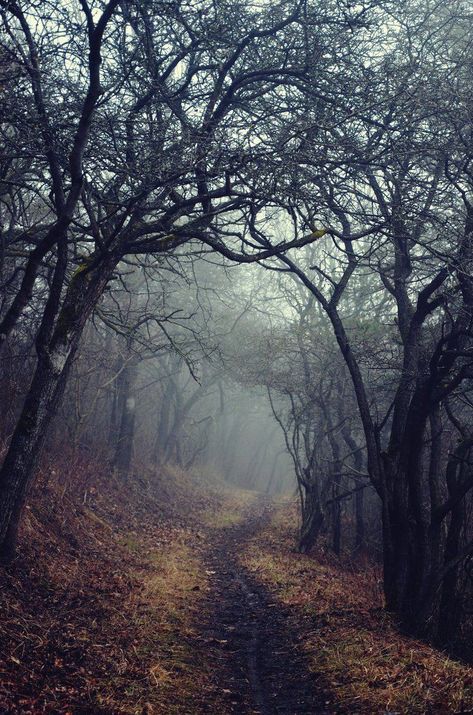 Haunted Forest, Enchanted Wood, Gothic Aesthetic, Forest Photography, Dark Places, Dark Photography, Samhain, Dark Forest, Fantasy Landscape