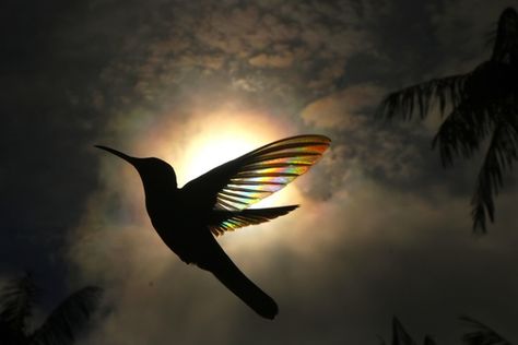 Photographer Catches the Rainbow-Prism Effect of Sunlight Passing Through Hummingbirds' Wings | Fstoppers Hummingbird Wings, Hummingbirds Photography, Magical Pictures, Hummingbird Pictures, Hummingbird Tattoo, Australian Photographers, Colossal Art, Natural Phenomena, Colorful Birds