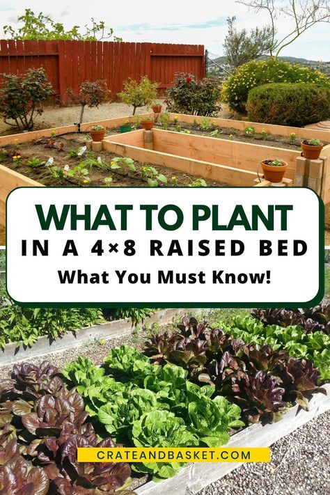 Raised Box Garden Ideas, 4 Raised Garden Beds Layout, Box Garden Layout, 8ft Raised Garden Bed, How To Plant In A Raised Garden Bed, Best Size For Raised Garden Beds, Garden Beds Raised Layout, Planting Beets Raised Beds, Garden Bed Blueprint