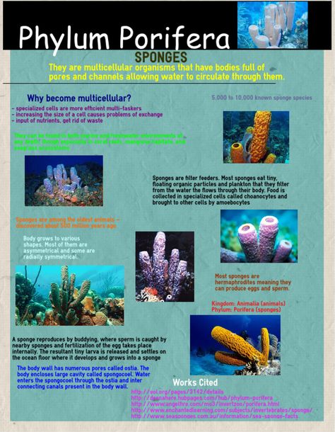 Phylum Porifera- Taylor Lipinski   Block 6 Phylum Porifera Notes, Phylum Porifera, Anaerobic Respiration, Biology Facts, 8th Grade Science, Science Notes, Diy Science, Biology Notes, Science Biology