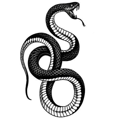 Serpent Tattoo Men, Black Snake Tattoo Design, Black Snake Drawing, King Cobra Tattoo, Black Snake Tattoo, Tiger Hand Tattoo, Snake Sketch, Traditional Snake Tattoo, Two Snakes