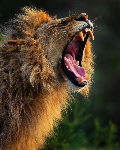 Lion (Panthera leo) / Image by sachin_rai_photography (Sachin Rai) from instagram Panthera Leo, Lion Images, Male Lion, Animal Wildlife, Photography Travel, From Instagram, Wildlife Photography, A Walk, Reptiles