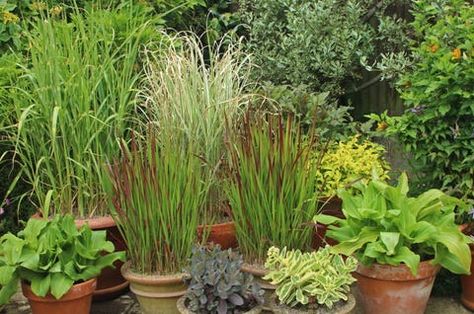 Adam Pasco Media - Ornamental grasses in patio pots including Miscanthus and Imperata Small Garden Uk, Cottage Courtyard, Ornamental Grass, Perennial Grasses, Patio Pots, Grasses Garden, Patio Plants, Contemporary Garden, Ornamental Trees