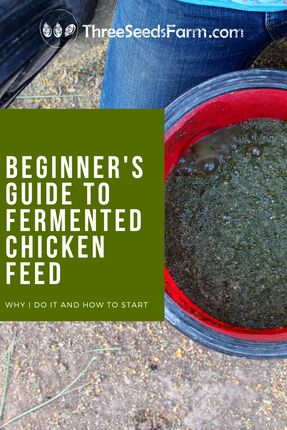 Fermented Feed For Chickens, Fermented Chicken Food, Fermenting Chicken Feed How To Make, Ferment Chicken Feed, How To Ferment Chicken Feed, Fermented Chicken Feed How To Make, Fermented Chicken Feed Recipe, Aesthetic Chicken Coop, Chicken Feed Recipe