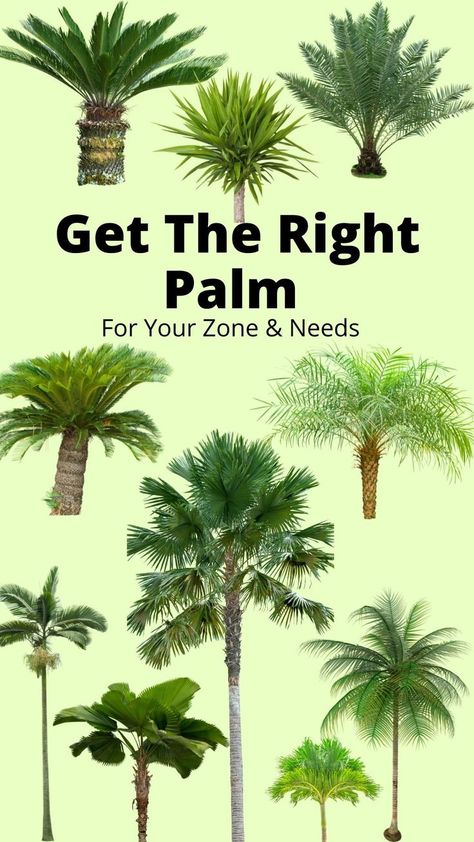 10 types of palm trees Palm Tree Yard Ideas, Outdoor Potted Palms Patio, Palm Tree Garden Ideas Front Yards, Palm Tree Ideas Front Yards, Landscape Design Palm Trees, Caring For Palm Trees, Palm Tree Patio Decor, Outdoor Palm Trees, Pool Landscaping Palm Trees