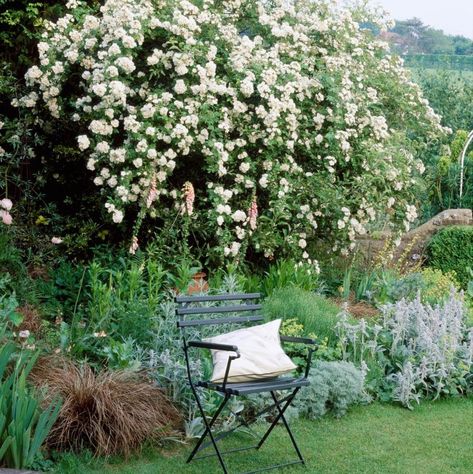 Clematis Montana, Cow Parsley, Powdery Mildew, Urban Gardening, Chelsea Flower, Chelsea Flower Show, Flower Show, Shade Garden, Front Garden