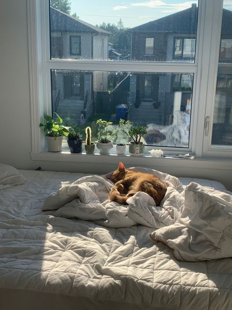 Aesthetic Room With Cat, Cat In Home Aesthetic, Living With Cats Aesthetic, Cat In Apartment Aesthetic, Kitten Apartment, Apartment With Cat, Cats In Apartments, Cat In Bedroom, Cat Room Aesthetic