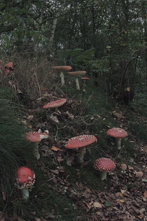 Mushroom Pics Aesthetic, Mushroom Fairy Aesthetic Wallpaper, Nature Aesthetic Phone Theme, Braelyn Core Aesthetic, Mushroom Asethic, Haydencore Aesthetic, Fae Core Aesthetic, Nancycore Aesthetic, Harpercore Aesthetic