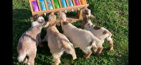 Goat Bottle Holder, Goat Feeder, Baby Goat, Baby Goats, Bottle Feeding, Bottle Holder, Diy Baby, Just Kidding, Baby Feeding