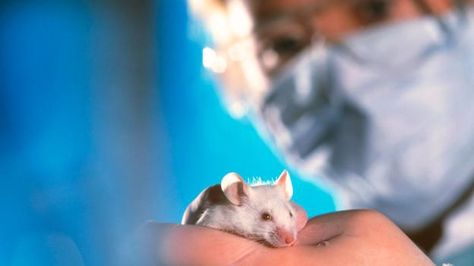 Will we ever… eliminate animal experimentation? Stop Animal Testing, Animals