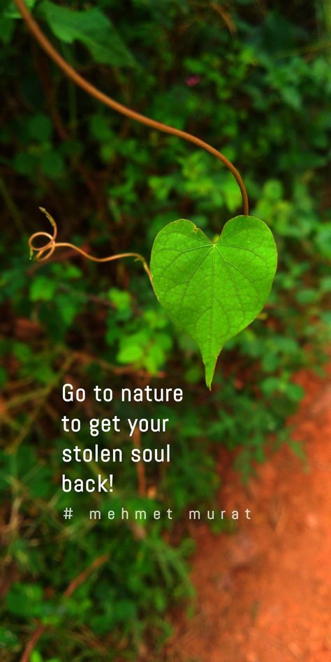 Natural Beauty Quotes Instagram, Leaf Quotes Nature, Leaf Captions For Instagram, Nature Lover Quotes Feelings, Morning Nature Quotes, Beautiful Weather Quotes, Flower Lover Quotes, Green Captions For Instagram, Plant Lover Quotes