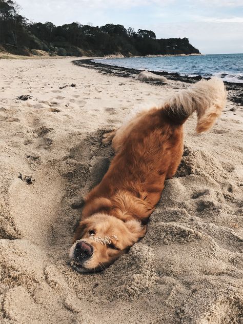 VSCO - erinsandersxo Regnul Animal, Golden Retriever Mix, Dog Help, Cute Animal Photos, Golden Retrievers, Siberian Husky, Cute Little Animals, Funny Animal, 귀여운 동물