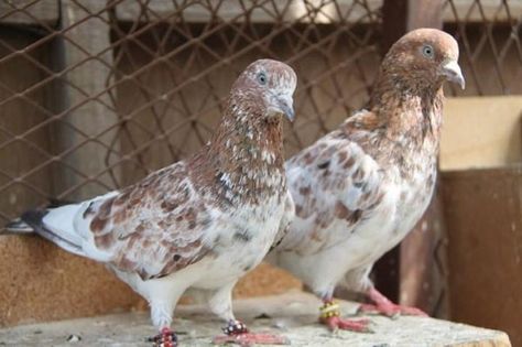 Pakistani Pigeon, High Flying Pigeons, Tumbler Pigeons, Homing Pigeons, Pigeon Loft, Pigeon Breeds, Pigeon, Pakistan, Animals