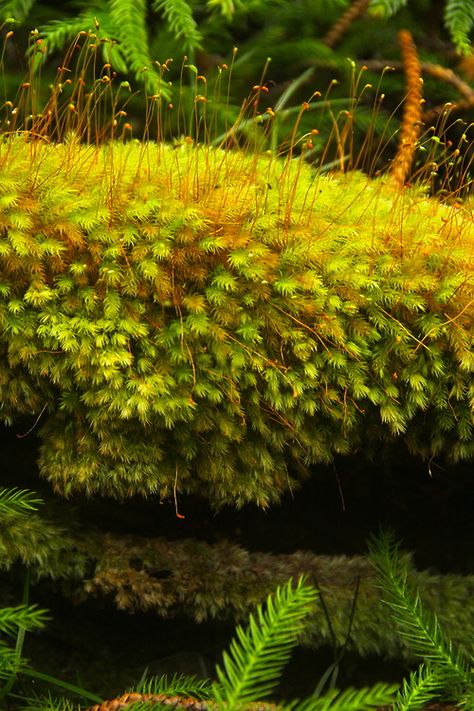 Moss Photography, Lichen Moss, Moss Plant, Plant Fungus, Moss Garden, Forest Path, Nature Plants, Macro Photography, Botany