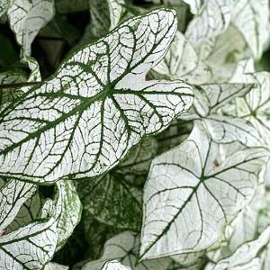 Caladium 'June Bride' (Angel Wings) Deer Garden, Shade Tolerant Plants, June Bride, Drought Resistant Plants, Perennial Grasses, Green Veins, Fragrant Garden, Decorative Leaves, White Leaves