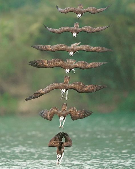 Photographer’s Photos Of Ospreys In Hunting Mode Show How Calculated Everything In Nature Is | Bored Panda Sequence Photography, Creepy Nature, Catching Fish, 웃긴 사진, Pet Cat, Birds Of Prey, Birds Flying, Bird Photography, Nature Animals